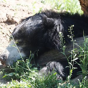 Indian sloth bear (Melursus ursinus ursinus), 2025-04-30
