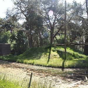 Ring-tailed lemur island, 2025-04-30