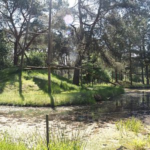 Ring-tailed lemur island, 2025-04-30