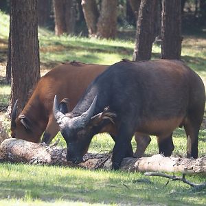Red forest buffalos (Syncerus caffer nanus), 2025-04-30