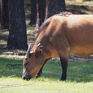 Red forest buffalo (Syncerus caffer nanus), 2025-04-30