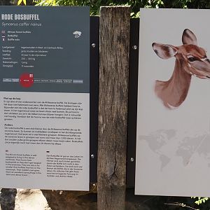 Red forest buffalo and Lowland nyala signage, 2025-04-30