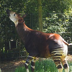 Okapi (Okapia johnstoni), 2025-04-30