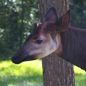 Okapi (Okapia johnstoni), 2025-04-30