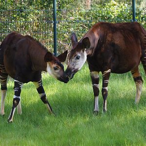Okapis (Okapia johnstoni), 2025-04-30