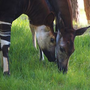 Okapis (Okapia johnstoni), 2025-04-30