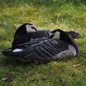Wild Barnacle geese (Branta leucopsis), 2025-04-30