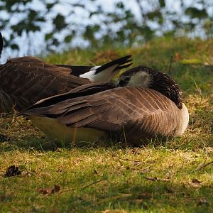 Wild Barnacle goose (Branta leucopsis) and Canada goose (B. canadensis) hybrid, 2025-04-30