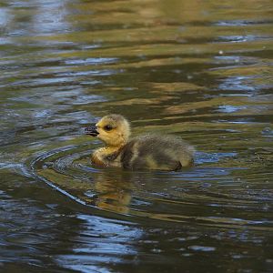 Wild introduced Canada goose gosling (Branta canadensis), 2025-04-30