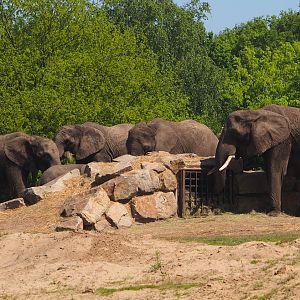 African bush elephants (Loxodonta africana), 2025-04-30