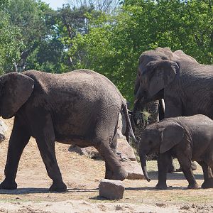 African bush elephants (Loxodonta africana), 2025-04-30