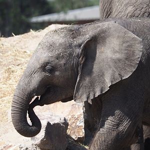 Young African bush elephant (Loxodonta africana), 2025-04-30