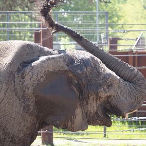 African bush elephant (Loxodonta africana) throwing mud on its back, 2025-04-30
