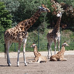 Rothschild's giraffes (Giraffa camelopardalis rothschildi) with calves, 2025-04-30