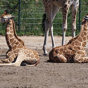 Rothschild's giraffes (Giraffa camelopardalis rothschildi) calves, 2025-04-30