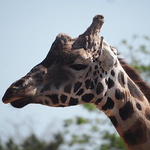 Rothschild's giraffe (Giraffa camelopardalis rothschildi), 2025-04-30