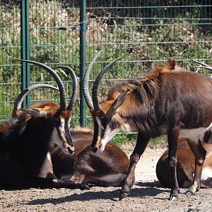 Black sable antelopes (Hippotragus niger niger), 2025-04-30
