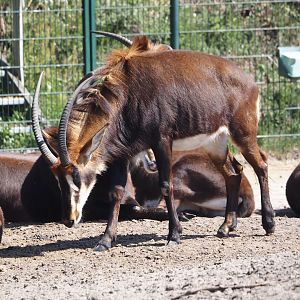 Black sable antelope (Hippotragus niger niger), 2025-04-30