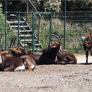 Black sable antelopes (Hippotragus niger niger), 2025-04-30