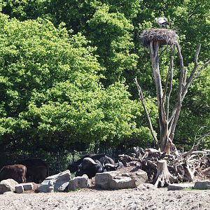 Part of the Cape buffalo exhibit with European white stork nest, 2025-04-30
