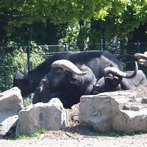 Cape buffalos (Syncerus caffer caffer), 2025-04-30