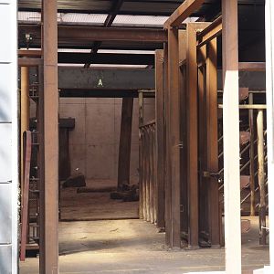 African bush elephant bull stables, 2025-04-30