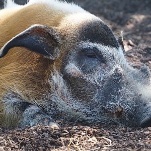 Red river hog (Potamochoerus porcus), 2025-04-30