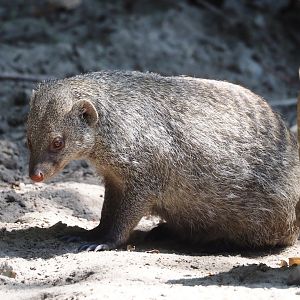 Banded mongoose (Mungos mungo), 2025-04-30