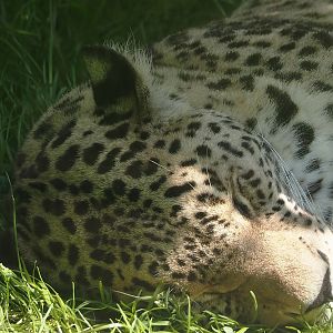 Persian leopard (Panthera pardus tulliana), 2025-04-30