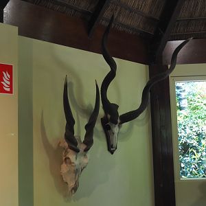 Common eland and Greater kudu skulls and horns in education building, 2025-04-30