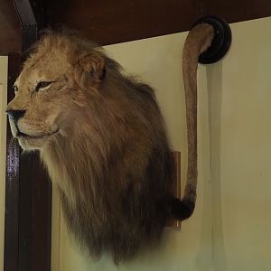African lion head and tail taxidermy in education building, 2025-04-30