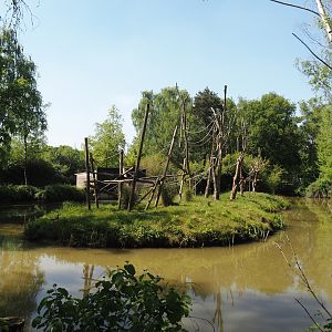 Lar gibbon island, 2025-04-30