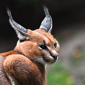 Caracal