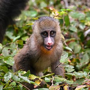 Mandrill