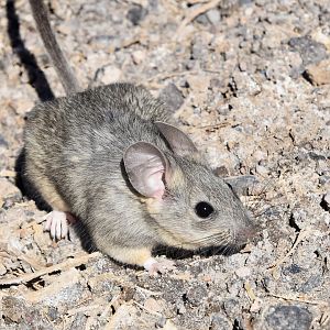 Desert Woodrat (Neotoma lepida)