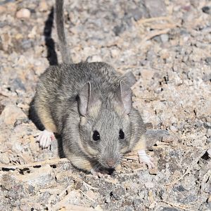 Desert Woodrat (Neotoma lepida)