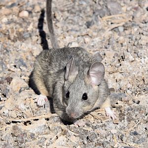 Desert Woodrat (Neotoma lepida)