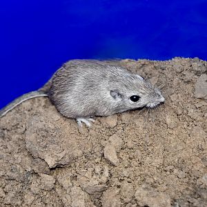 Desert Pocket Mouse (Chaetodipus penicillatus sobrinus)