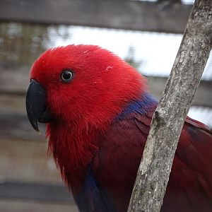 Nellie, 16th October 2025