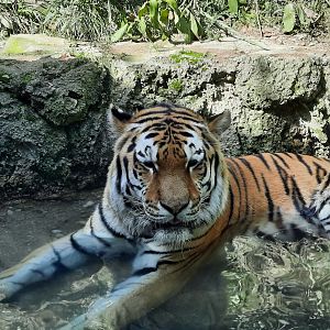 Soaking Amur Tiger