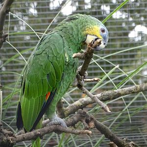 Orange-winged Amazon, 16th October 2025