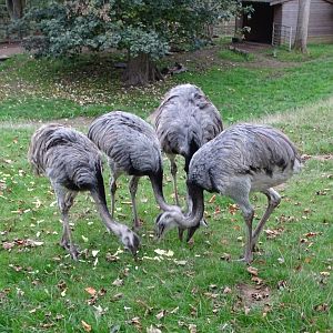 Greater Rheas, 16th October 2025