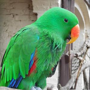 Eckie, 16th October 2025