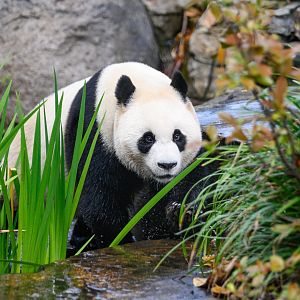 Giant panda 'Yi Lan'