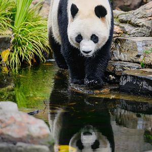 Giant panda 'Yi Lan'