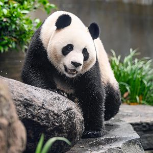 Giant panda 'Yi Lan'
