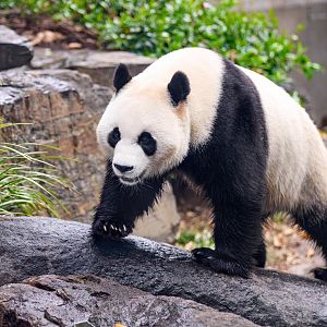 Giant panda 'Yi Lan'