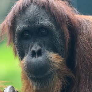 Sumatran orangutan 'Puspa'