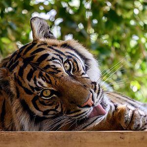Sumatran tiger 'Delilah'