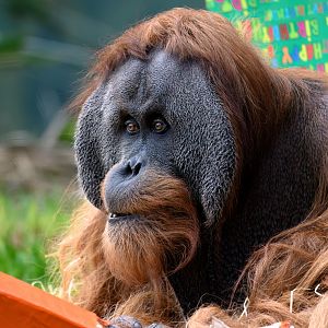 Sumatran orangutan 'Kluet'